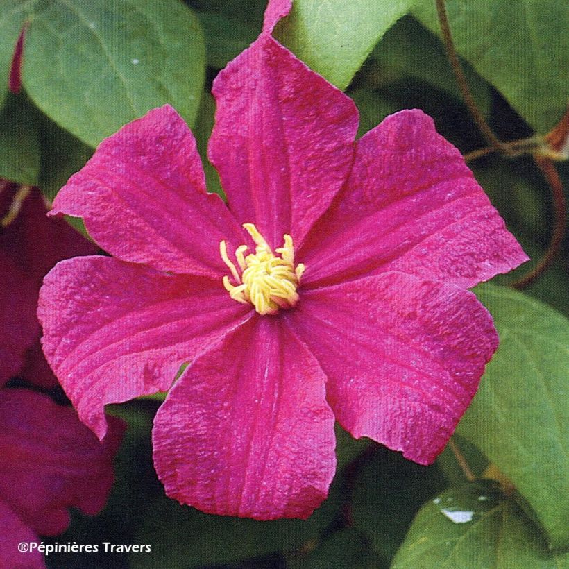 Clematis Barbara Harrington - Clematide (Fioritura)