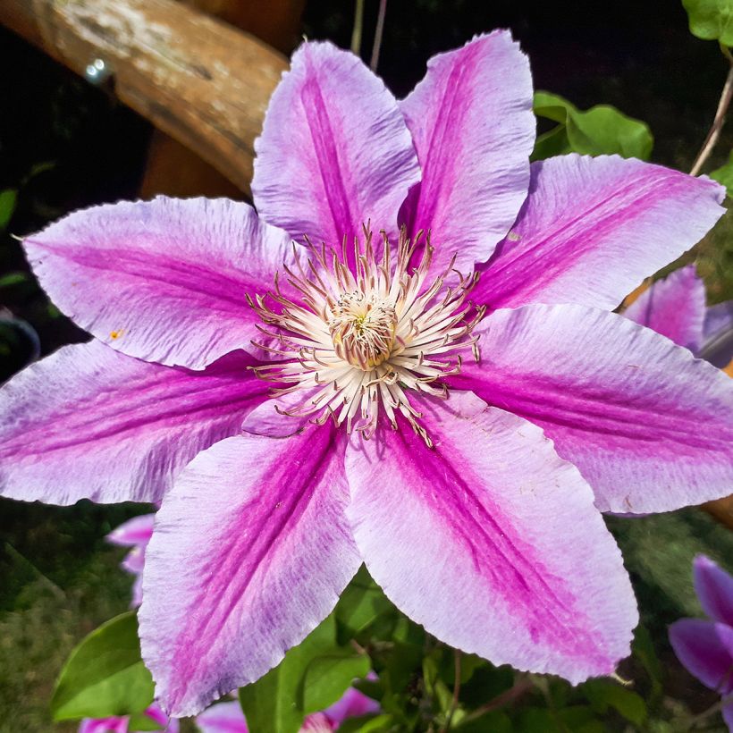 Clematis Docteur Ruppel - Clematide (Fioritura)