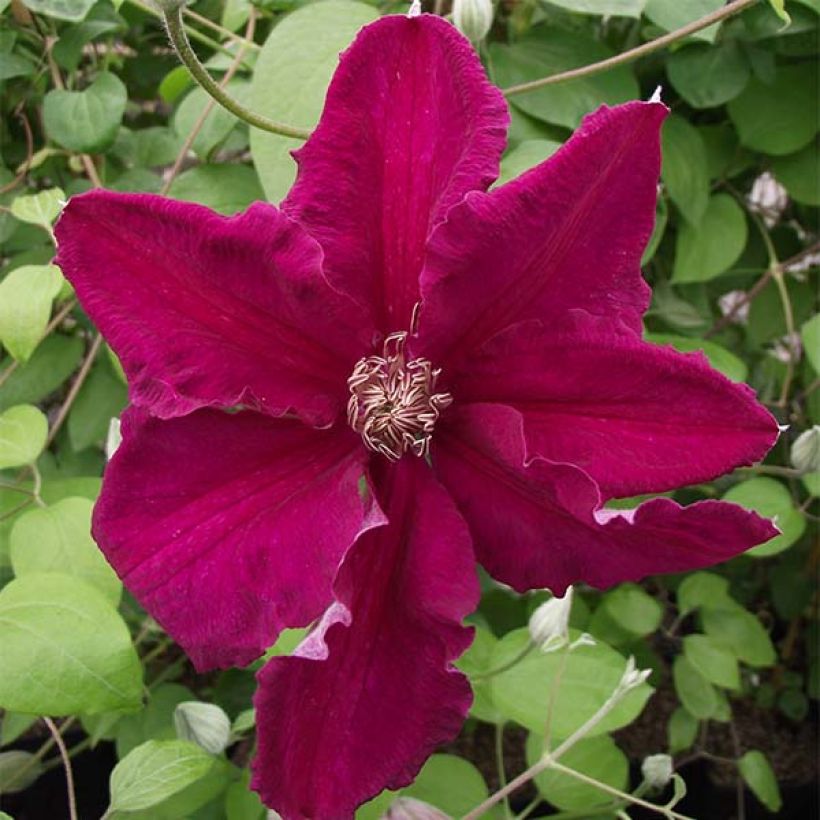 Clematis viticella Ernest Marckham - Clematide (Fioritura)