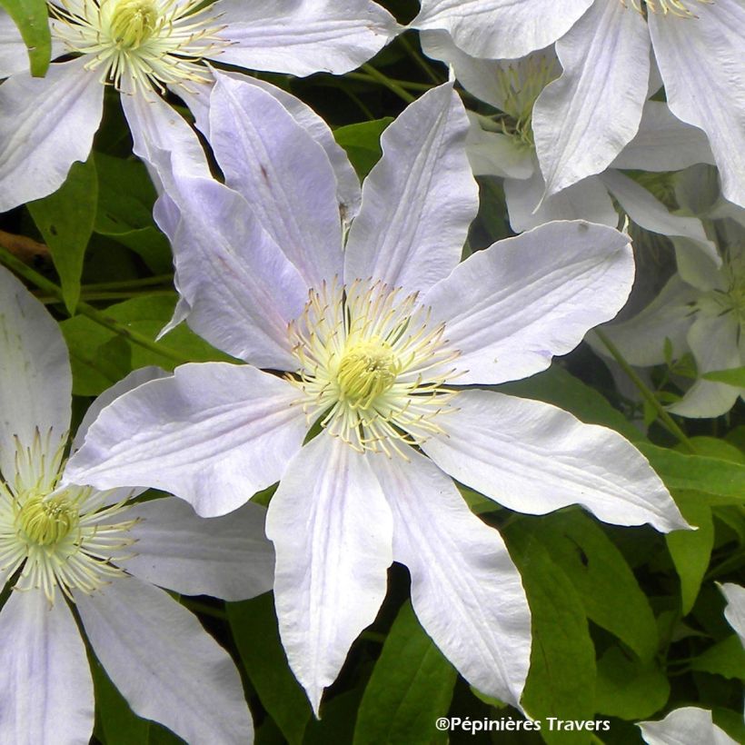 Clematis Etoile Nacrée - Clematide (Fioritura)