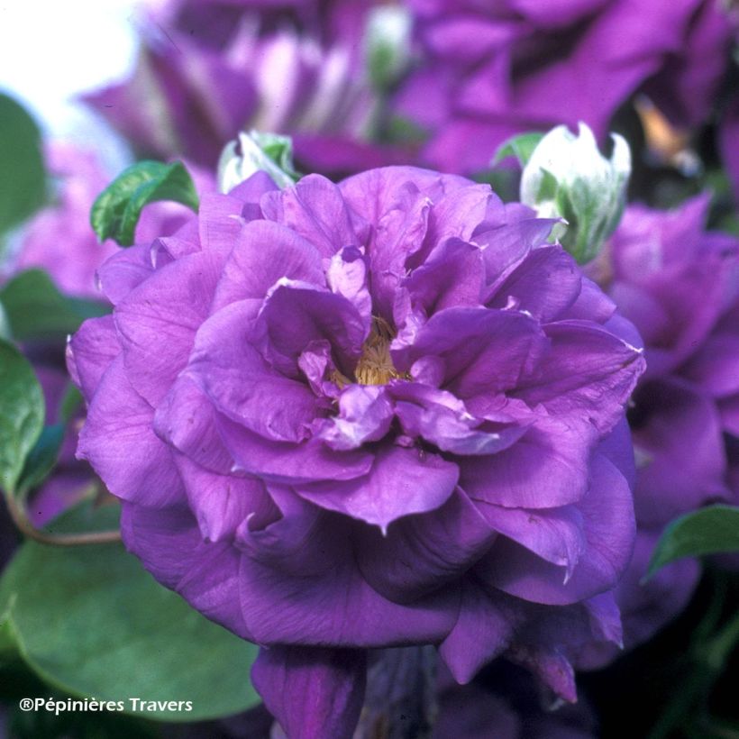 Clematis Franziska Marie - Clematide (Fioritura)