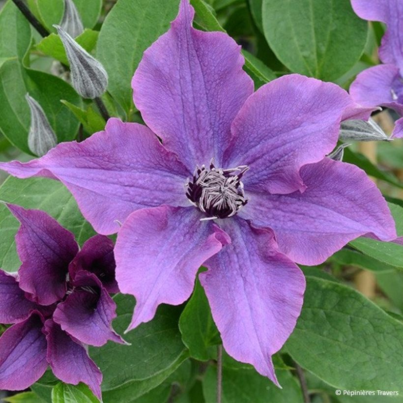 Clematis Guiding Promise - Clematide (Fioritura)