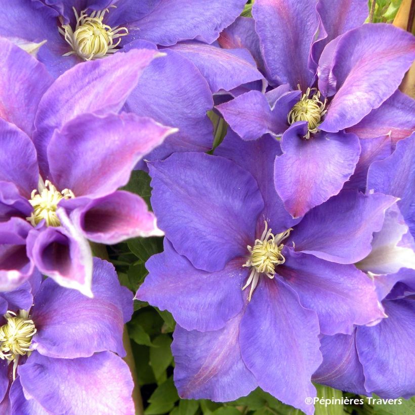 Clematis H. F. Young - Clematide (Fioritura)