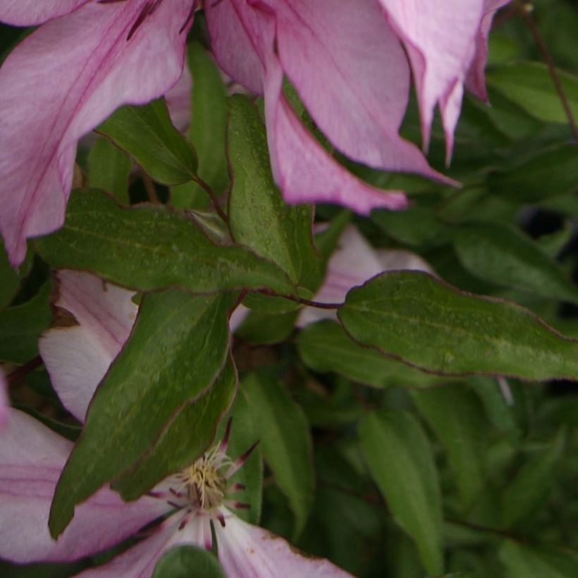 Clematis Isabella - Clematide (Fogliame)