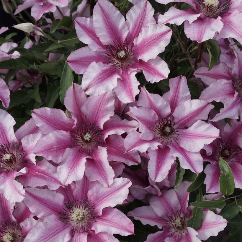 Clematis Isabella - Clematide (Fioritura)