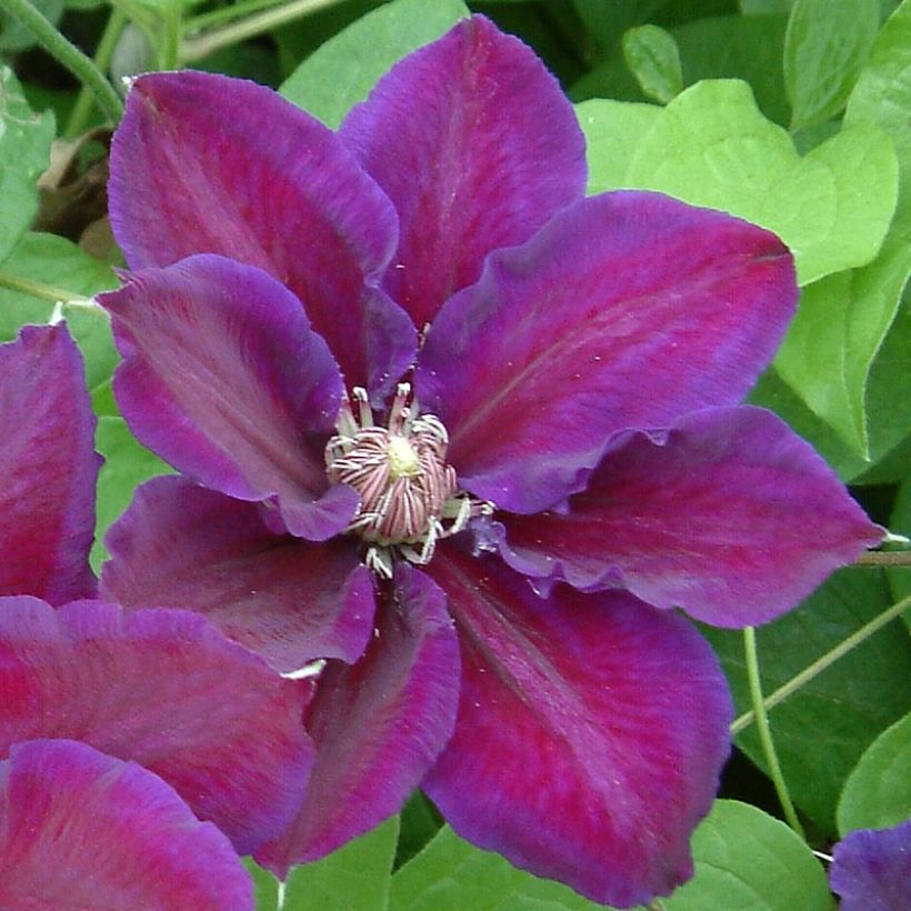 Clematis Julka - Clematide (Fioritura)