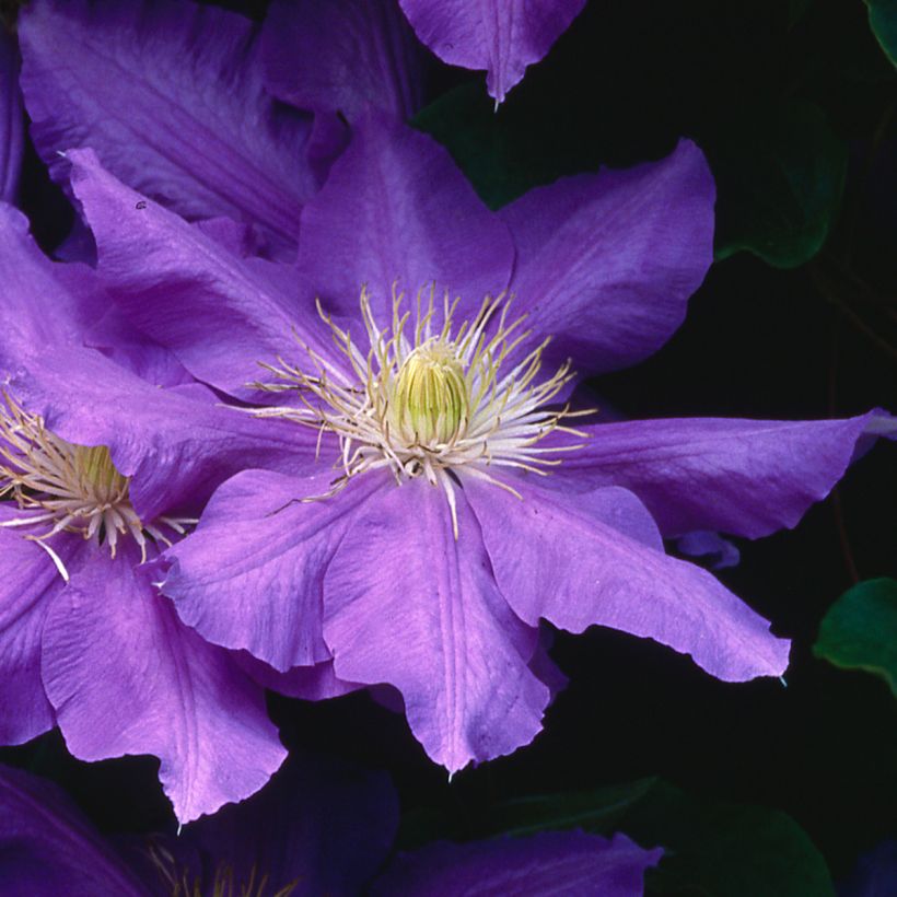 Clematis Lasurstern - Clematide (Fioritura)