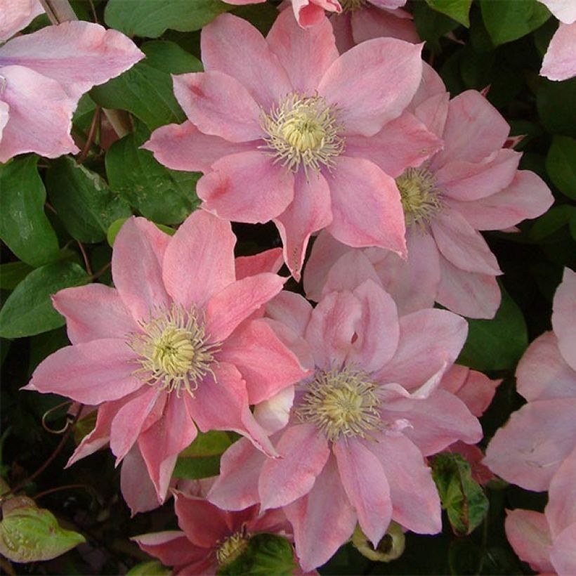 Clematis Little Mermaid - Clematide (Fioritura)