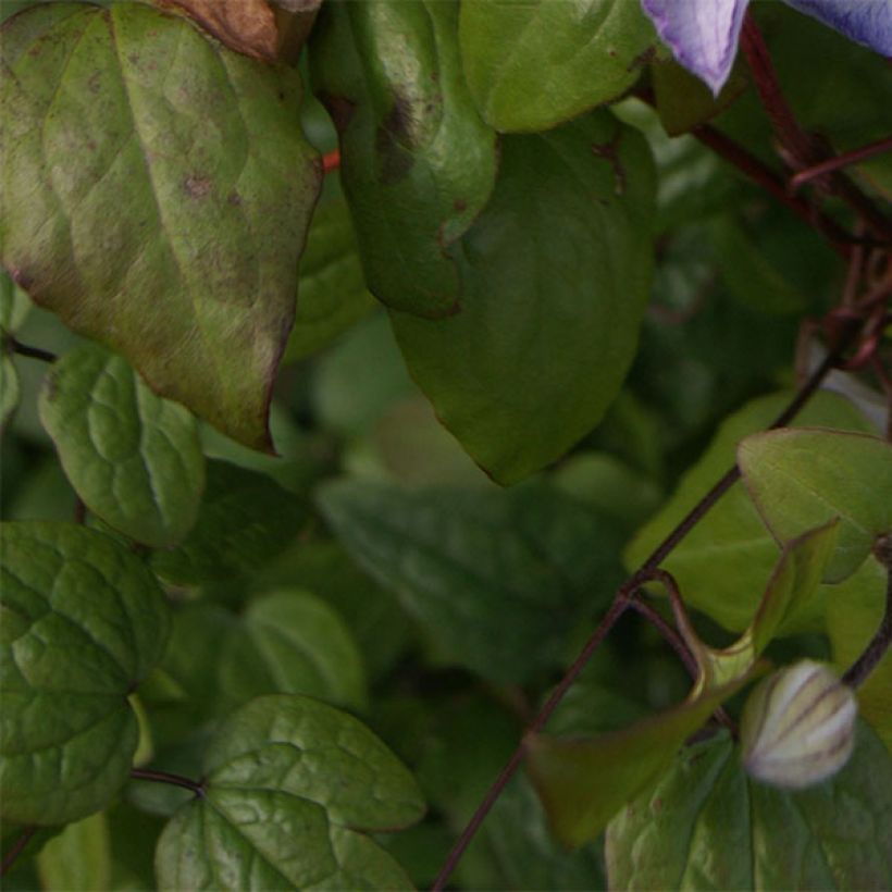 Clematis jackmanii Lucky Charm - Clematide (Fogliame)