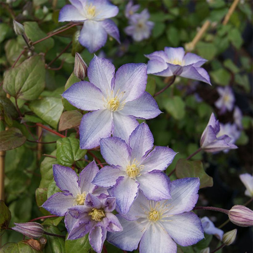 Clematis jackmanii Lucky Charm - Clematide (Porto)