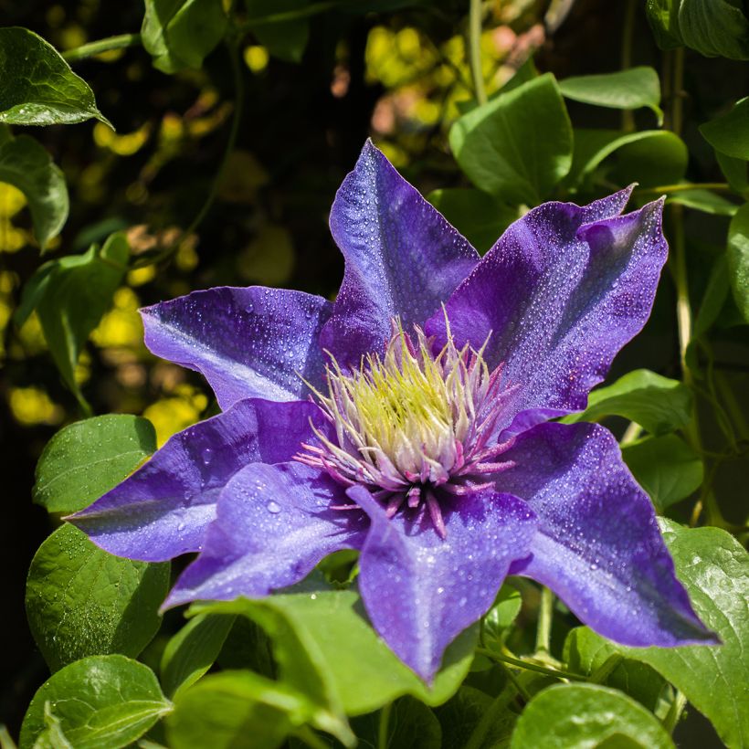 Clematis Multi Blue - Clematide (Fioritura)