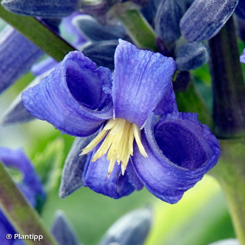 Clematis New Love - Clematide (Fioritura)