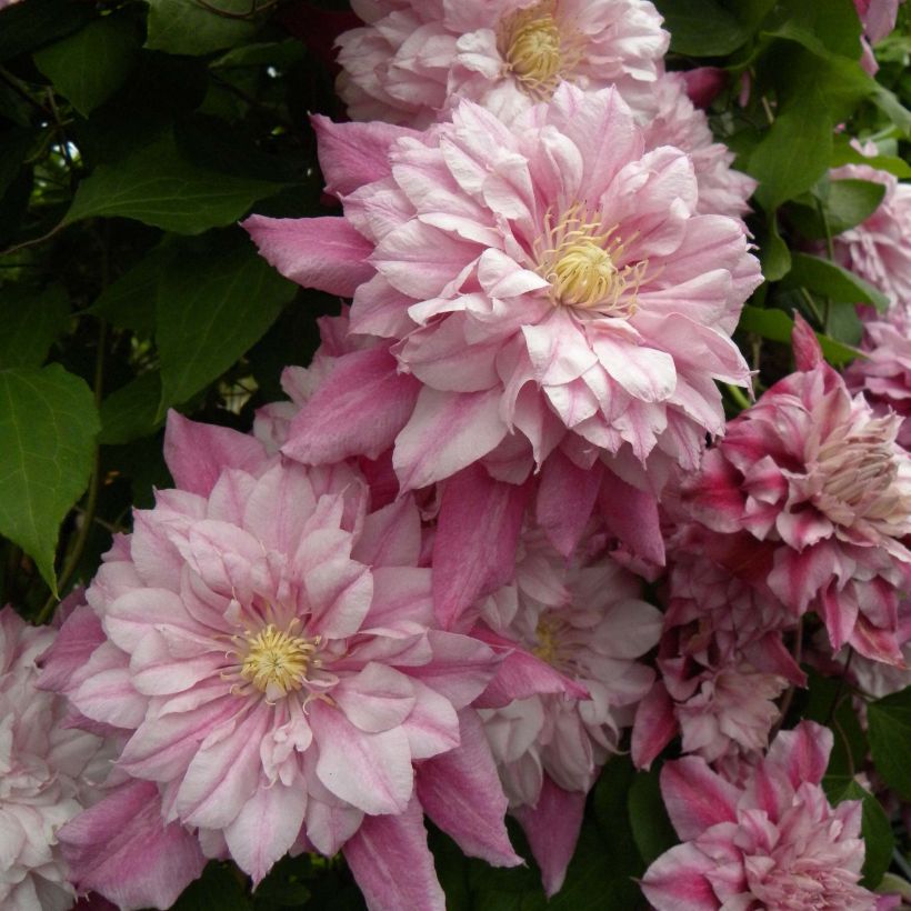 Clematis Patricia Ann Fretwell - Clematide (Fioritura)