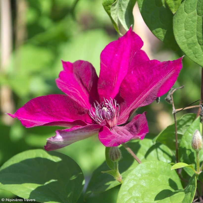 Clematis Perida - Clematide (Fioritura)