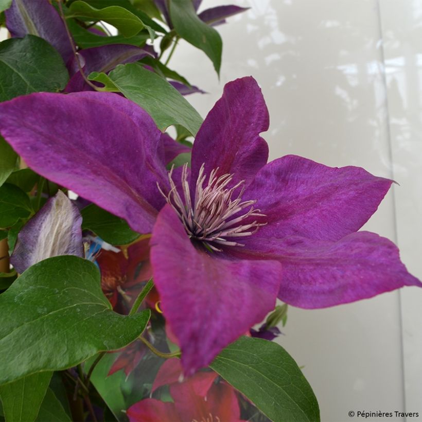 Clematis Picardy - Clematide (Fioritura)