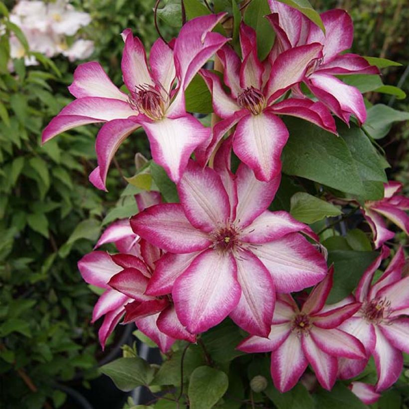 Clematis Picotee - Clematide (Porto)