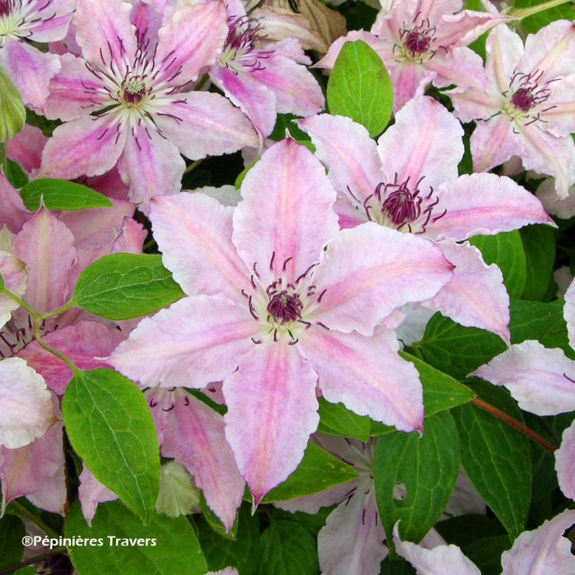 Clematis Pink Fantasy - Clematide (Fioritura)