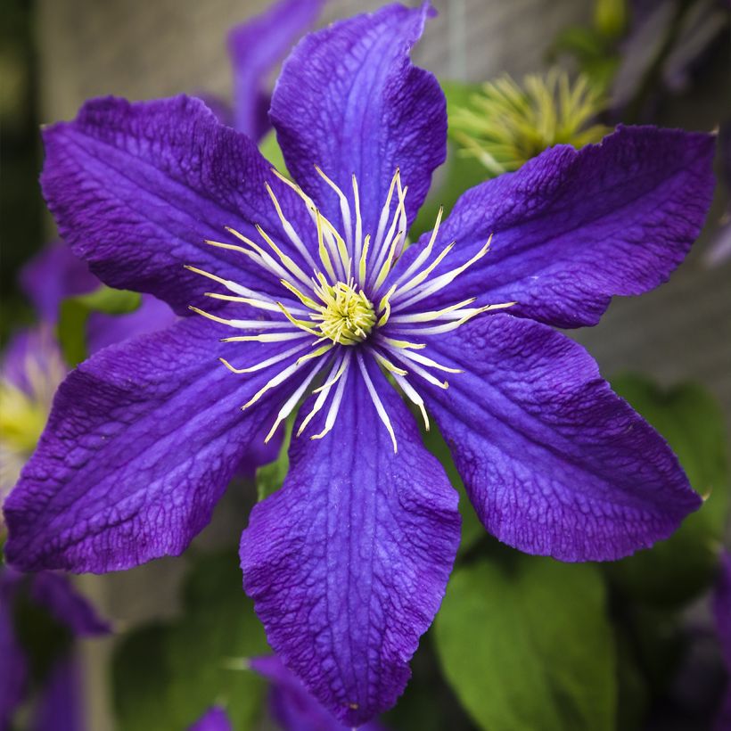 Clematis Rhapsody - Clematide (Fioritura)