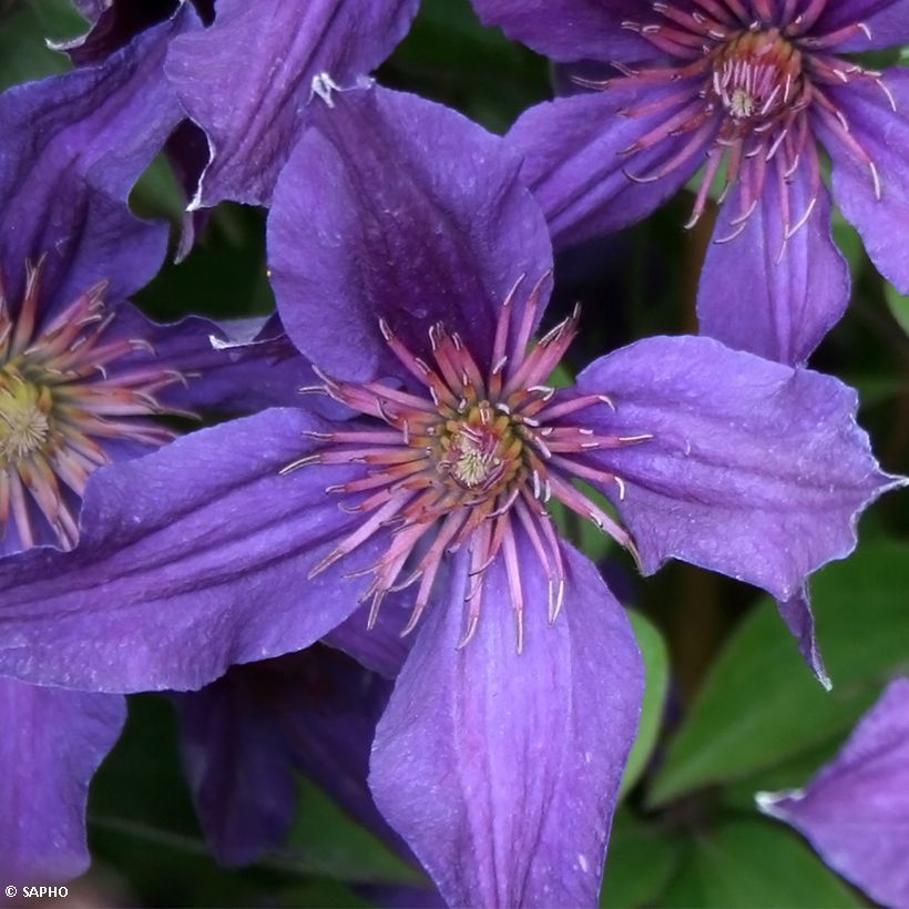 Clematis Saphyra Violetta - Clematide (Fioritura)