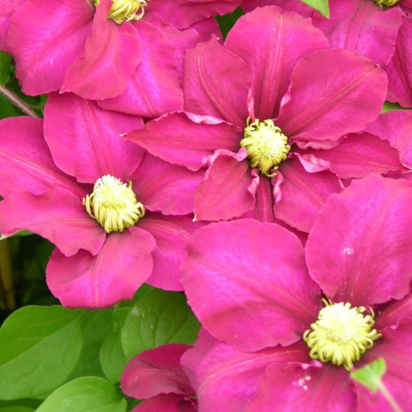 Clematis SUCCESS Magenta - Clematide (Fioritura)