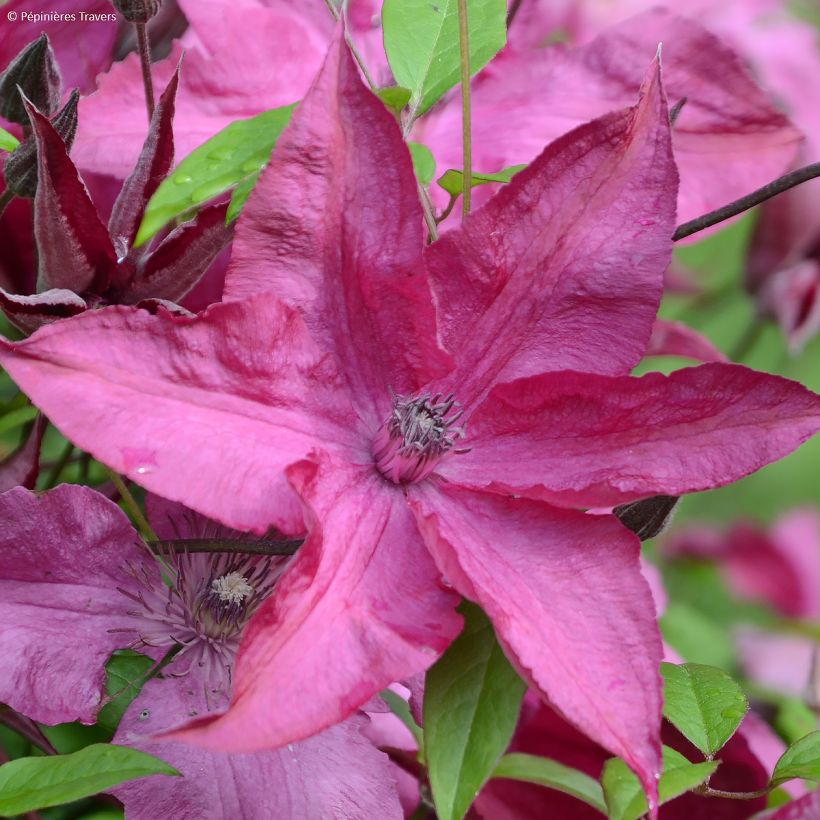 Clematis Saphyra Nancy - Clematide (Fioritura)