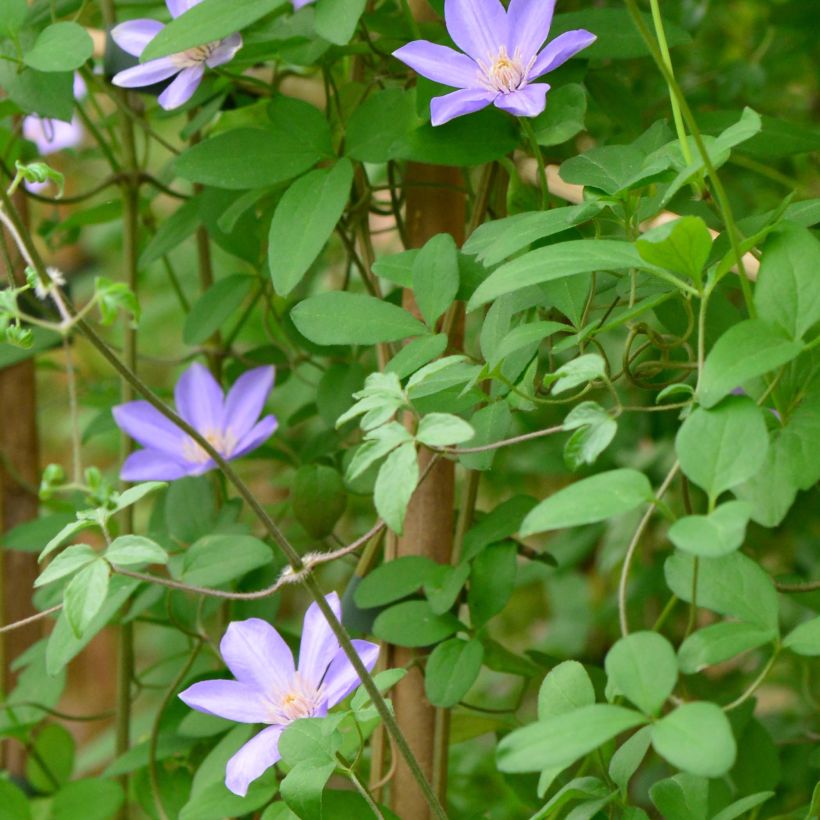 Clematis Sugar Sweet - Clematide (Fogliame)