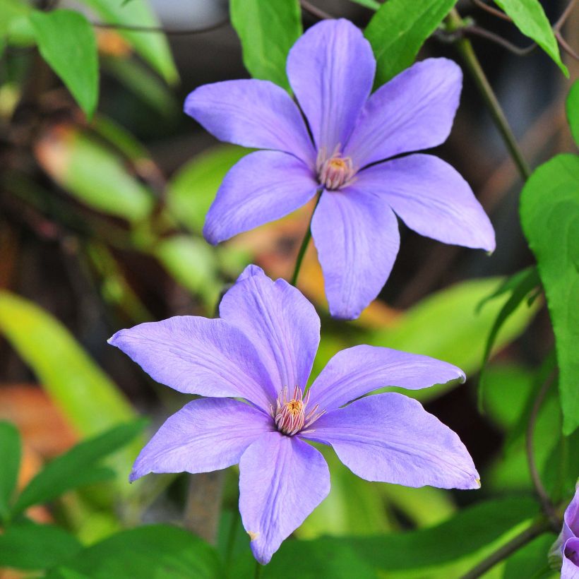 Clematis Sugar Sweet - Clematide (Fioritura)