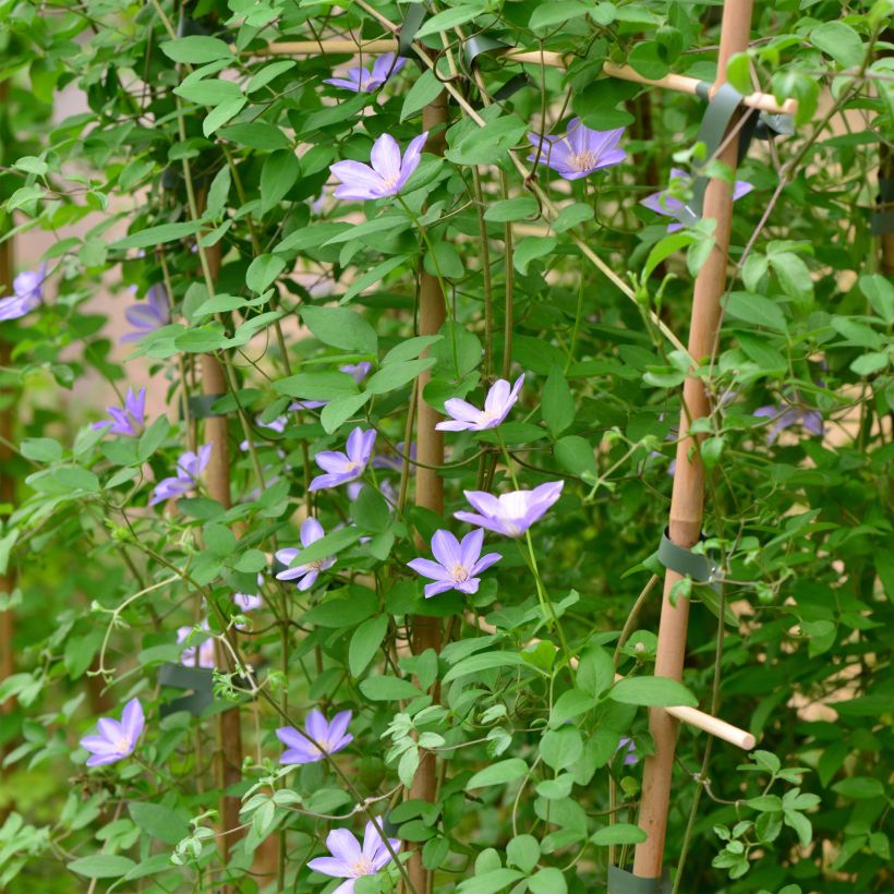 Clematis Sugar Sweet - Clematide (Porto)