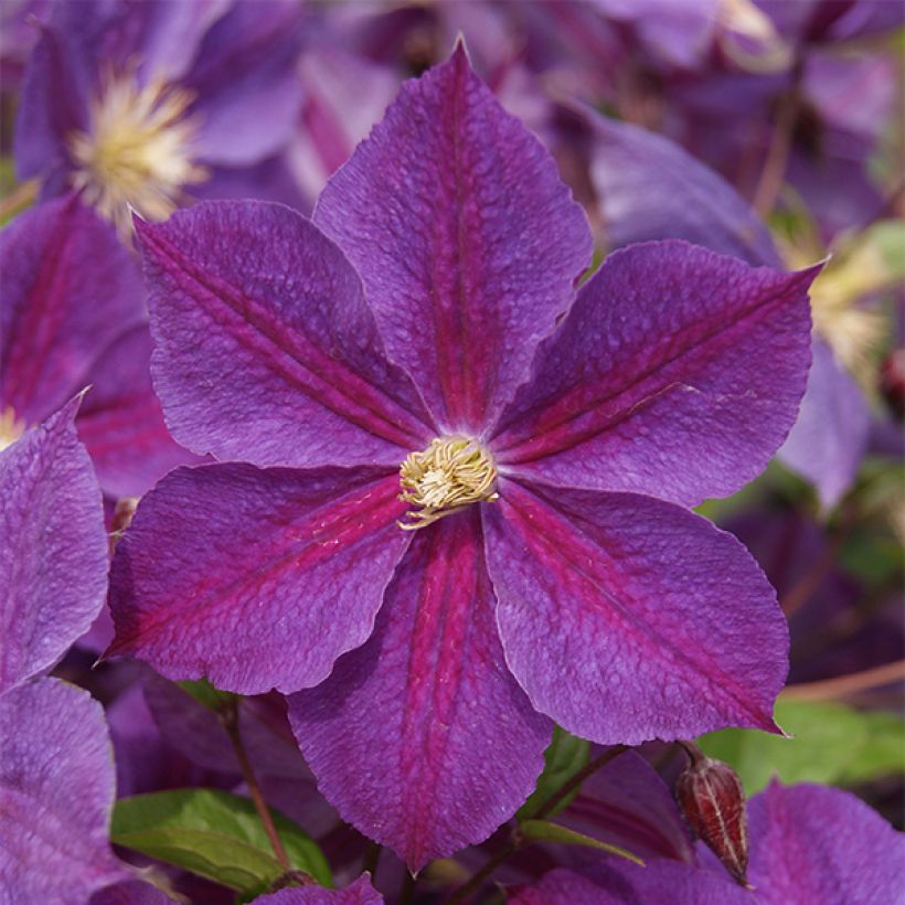 Clematis Star of India - Clematide (Fioritura)