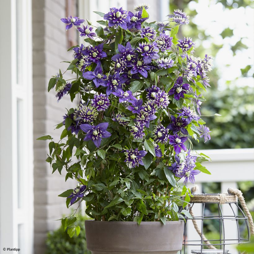 Clematis Taiga - Clematide (Porto)