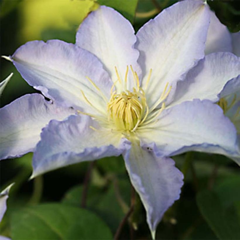 Clematis Thyrislund - Clematide (Fioritura)