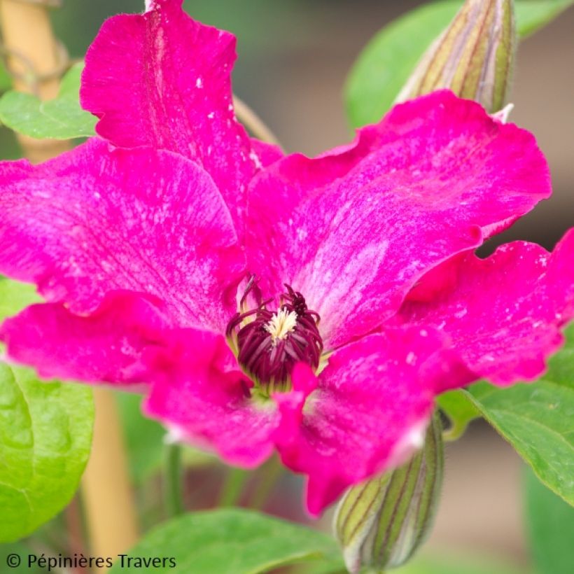 Clematis Viva Polonia - Clematide (Fioritura)