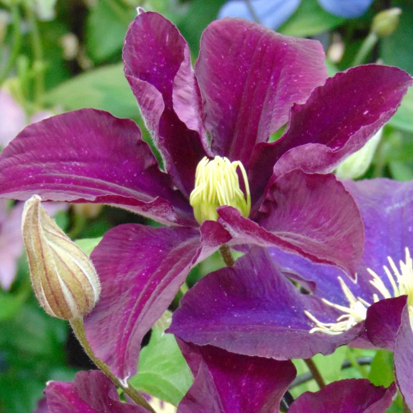 Clematis Warszawska Nike - Clematide (Fioritura)