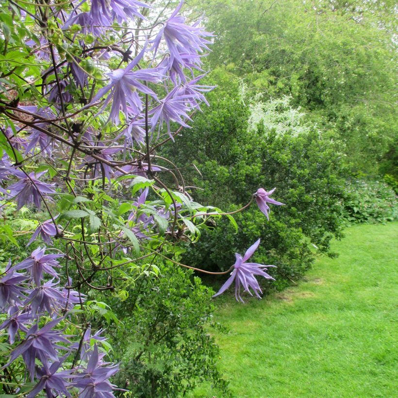 Clematis macropetala - Clematide (Porto)