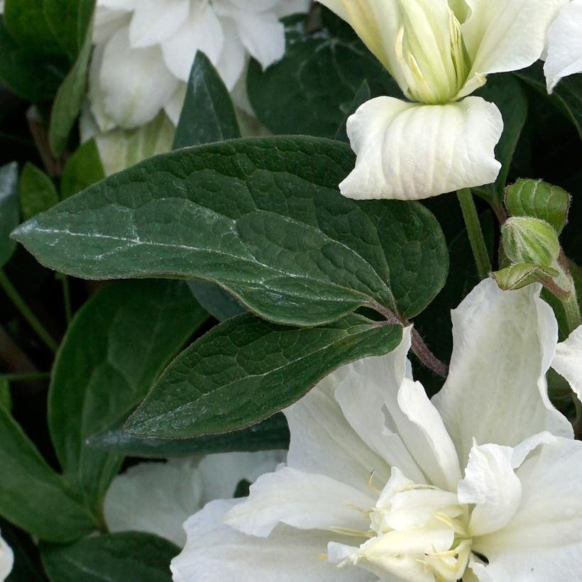 Clematis White Arabella - Clematide (Fogliame)