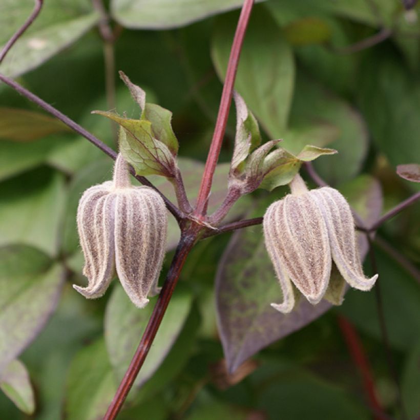 Clematis fusca - Clematide (Fioritura)