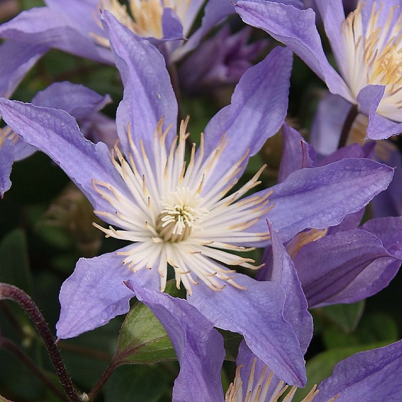 Clematis integrifolia Blue River - Clematide (Fioritura)