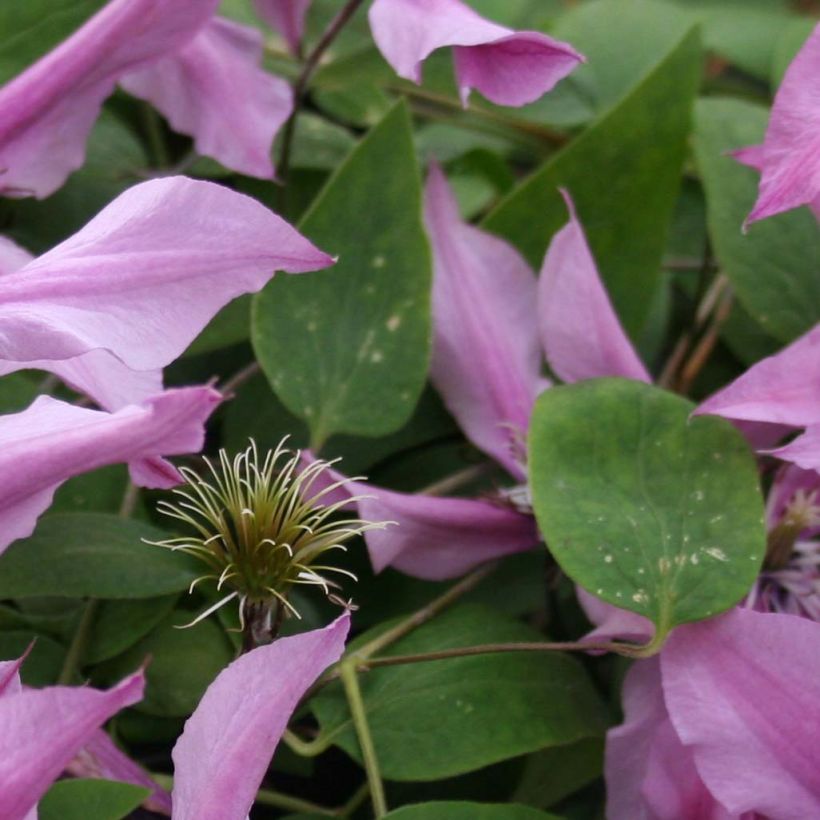 Clematis integrifolia Saphyra Duo Rose - Clematide (Fogliame)