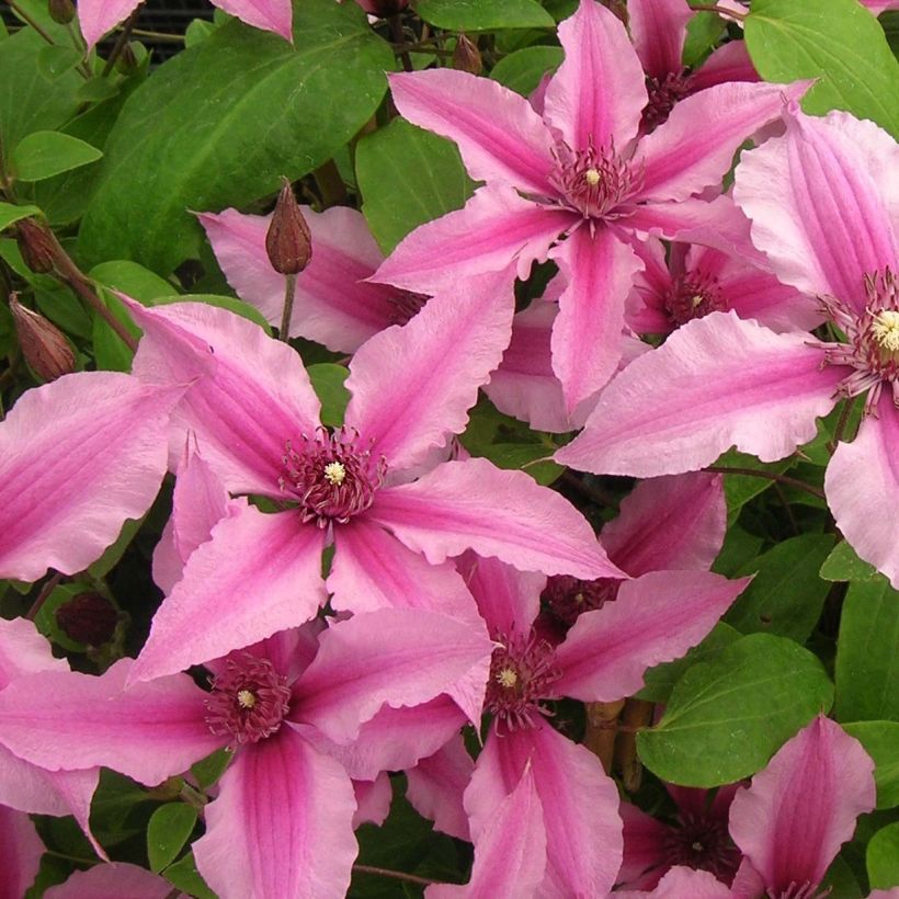 Clematis integrifolia Saphyra Duo Rose - Clematide (Fioritura)