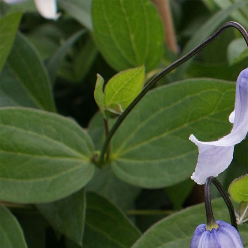 Clematis integrifolia Twinkle - Clematide (Fogliame)