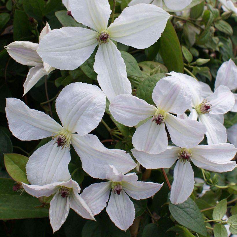 Clematis jackmanii Forever Friends - Clematide (Fioritura)