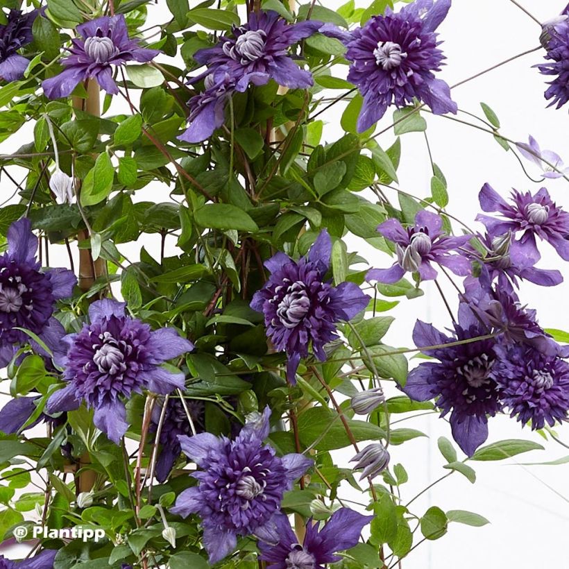 Clematis Kokonoe - Clematide (Fogliame)