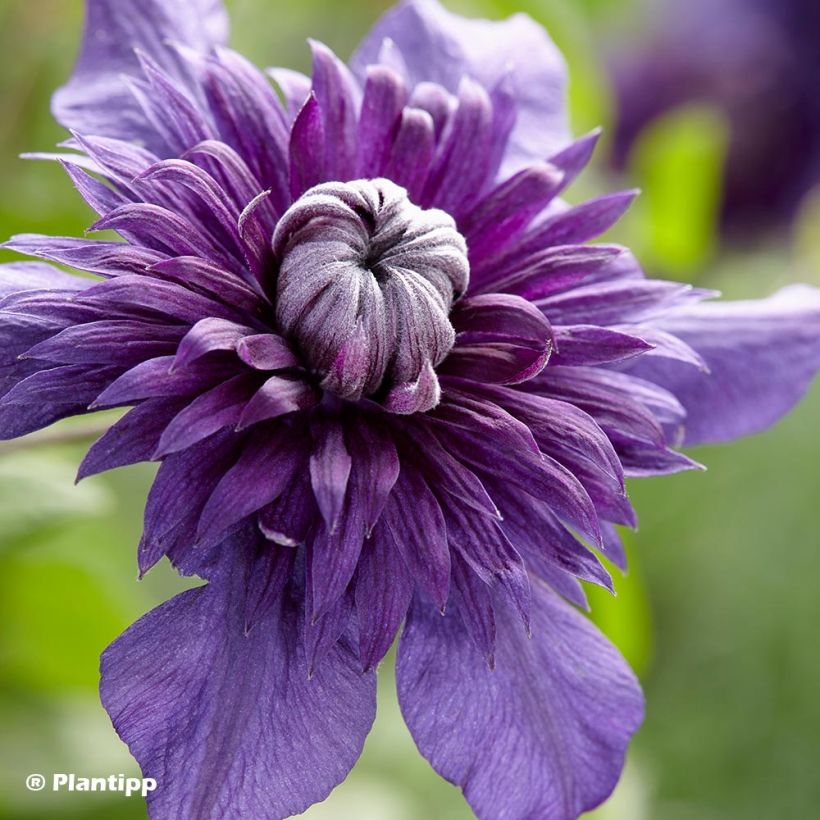 Clematis Kokonoe - Clematide (Fioritura)