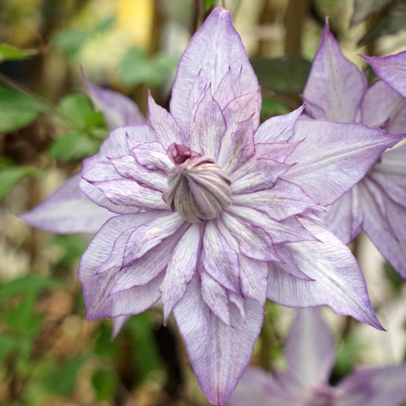 Clematis Lady Kyoko - Clematide (Fioritura)