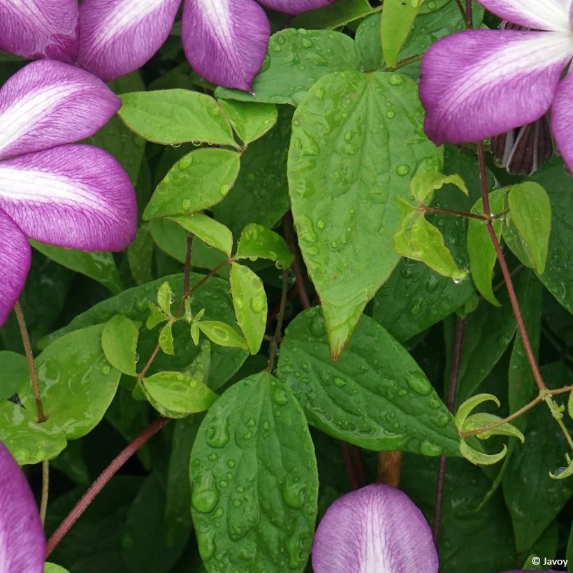 Clematis Lavallée n°1 - Clematide (Fogliame)