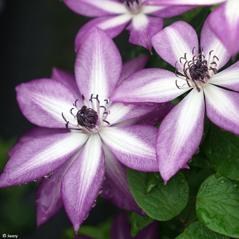 Clematis Lavallée n°1 - Clematide (Fioritura)