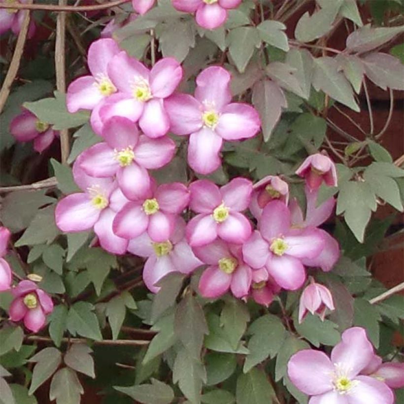 Clematis montana Freda - Clematide (Fioritura)