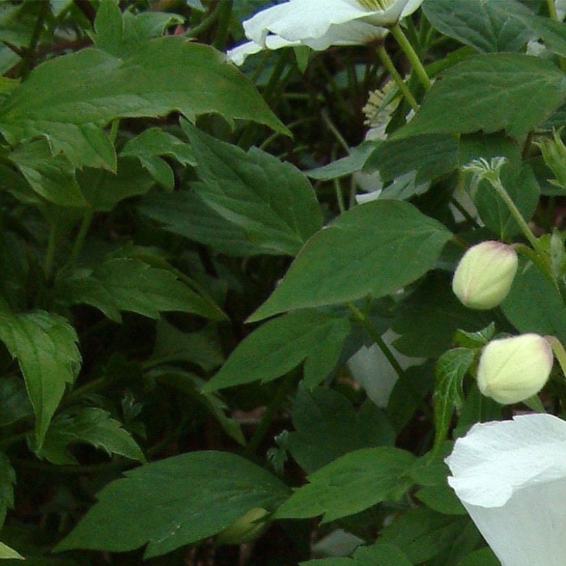 Clematis montana Grandiflora - Clematide (Fogliame)