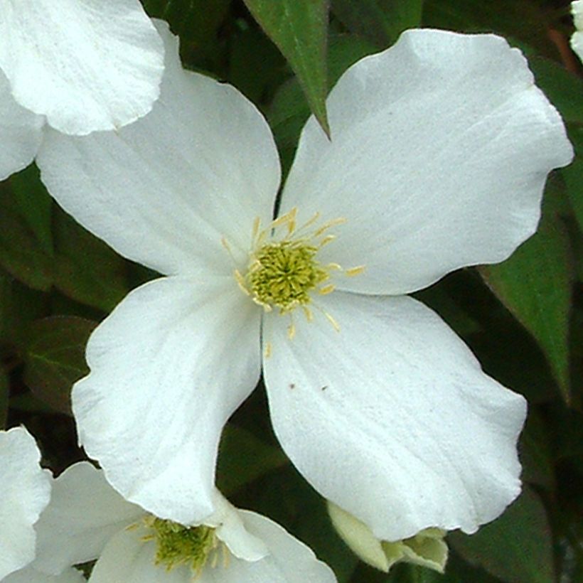 Clematis montana Grandiflora - Clematide (Fioritura)