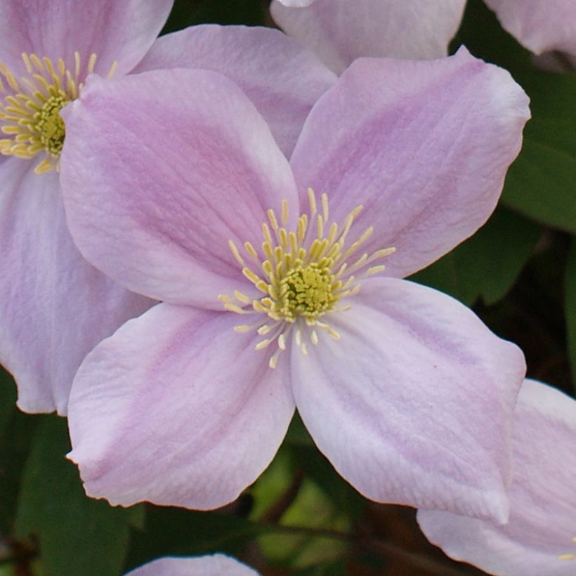 Clematis Pink Perfection - Clematide (Fioritura)